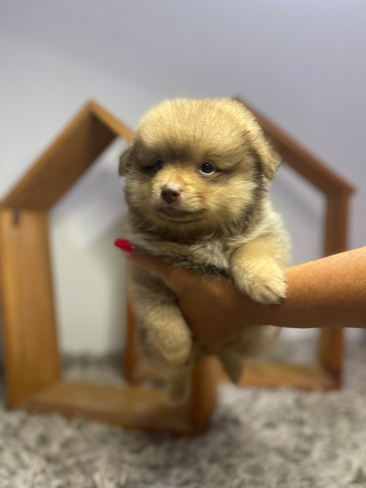 Lulu da Pomerânia - perfil da raça