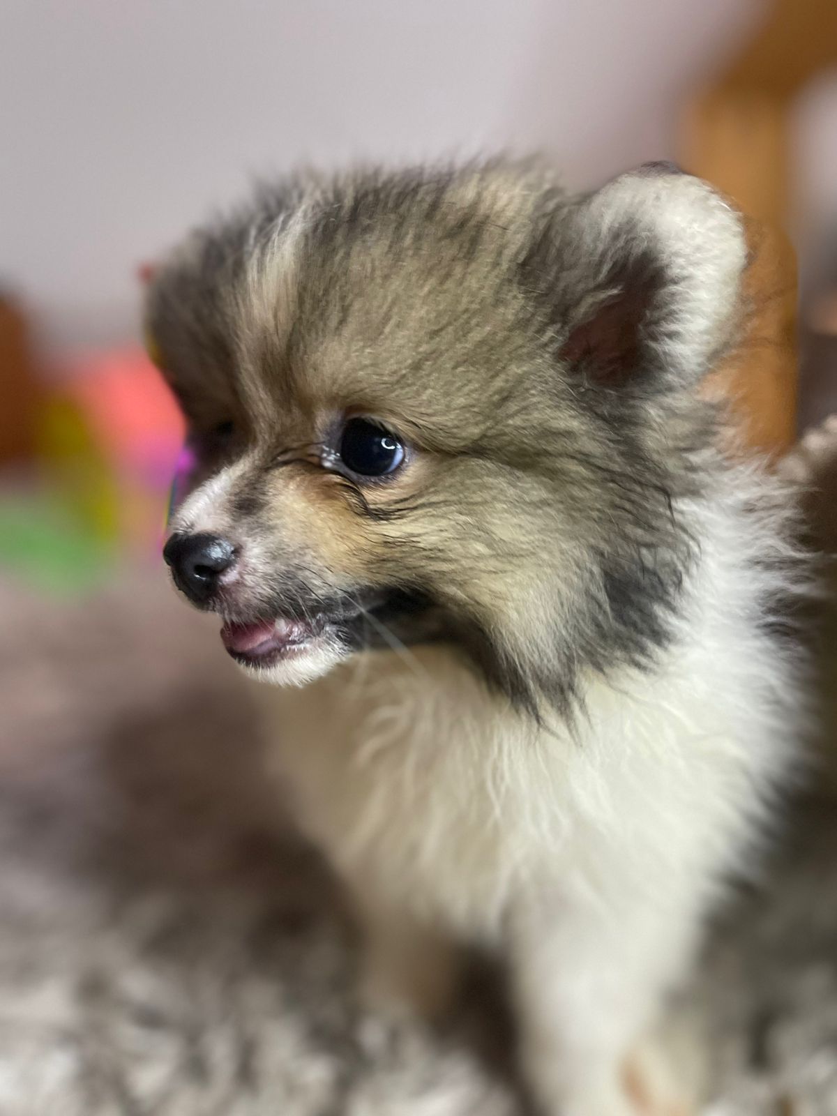 Filhote de Lulu da Pomerânia