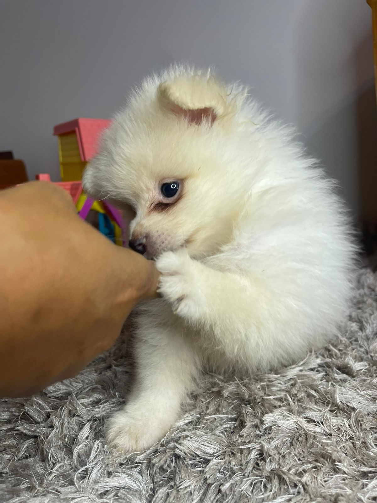 Filhote Lulu da Pomerânia branco