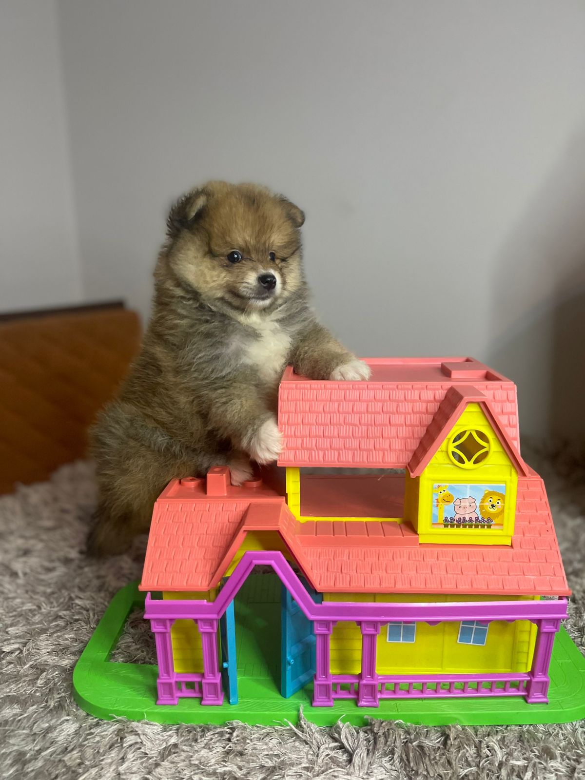 Filhote Lulu da Pomerânia creme