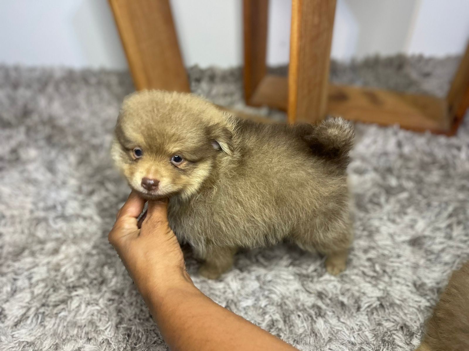 Filhote Lulu da Pomerânia chocolate