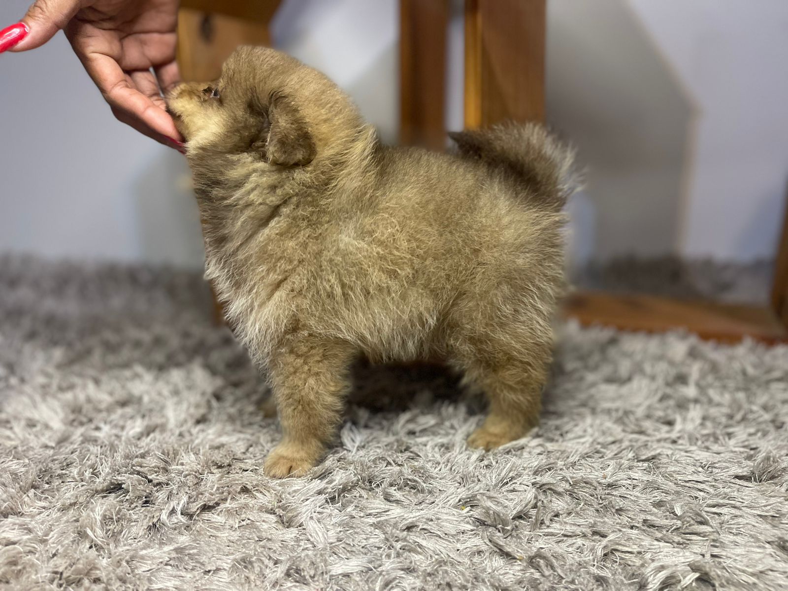 Filhote Lulu da Pomerânia caramelo