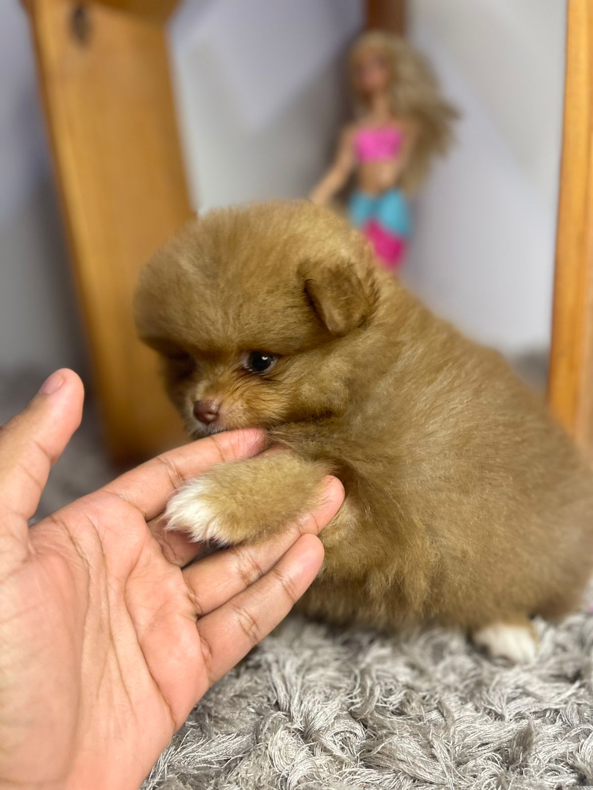 Filhote Lulu da Pomerânia merle